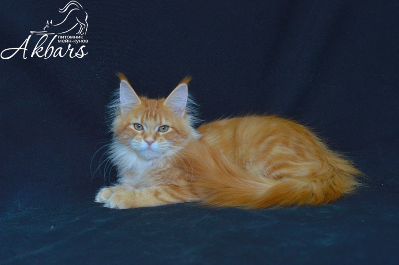 Zeta Akbars (polydactyl) - Kitten maine-coon 4 months 2.5 weeks