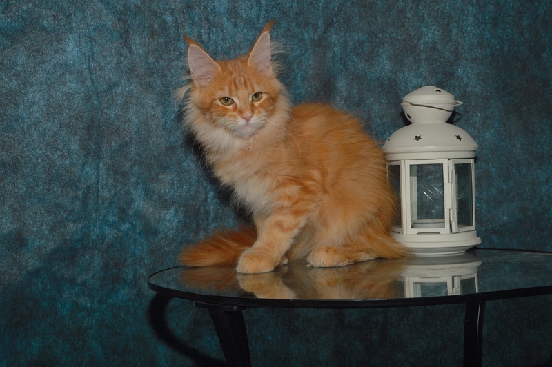 Zeta Akbars (polydactyl) - Kitten maine-coon 4 months 0.5 weeks