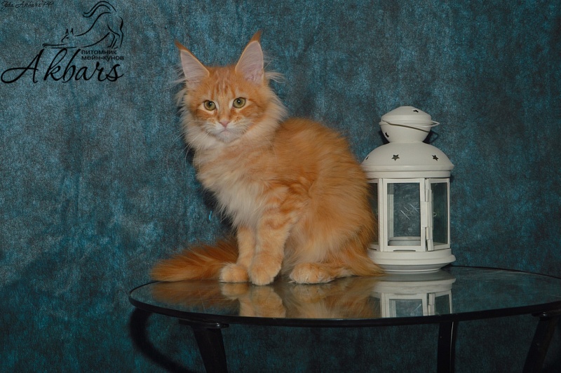 Zeta Akbars (polydactyl) - Kitten maine-coon 4 months 0.5 weeks