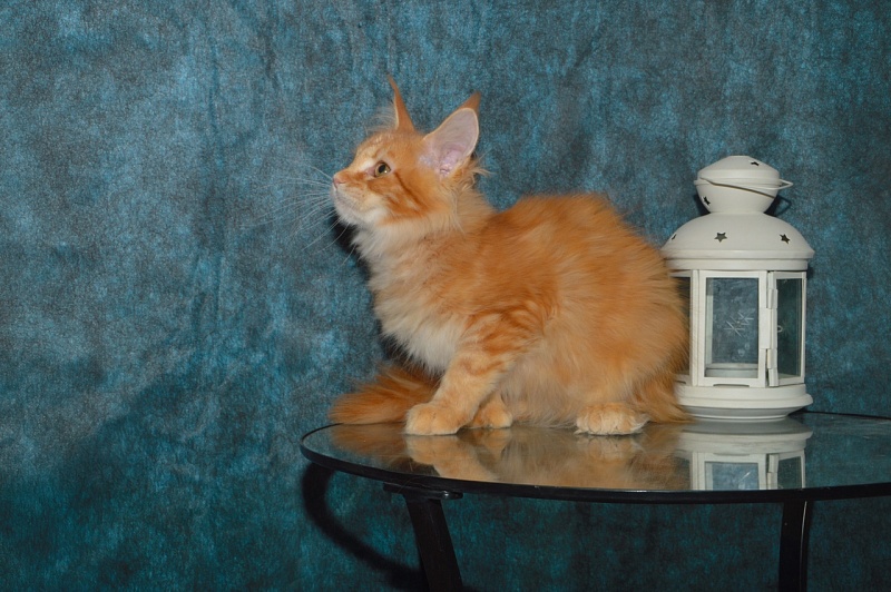 Zeta Akbars (polydactyl) - Kitten maine-coon 4 months 0.5 weeks