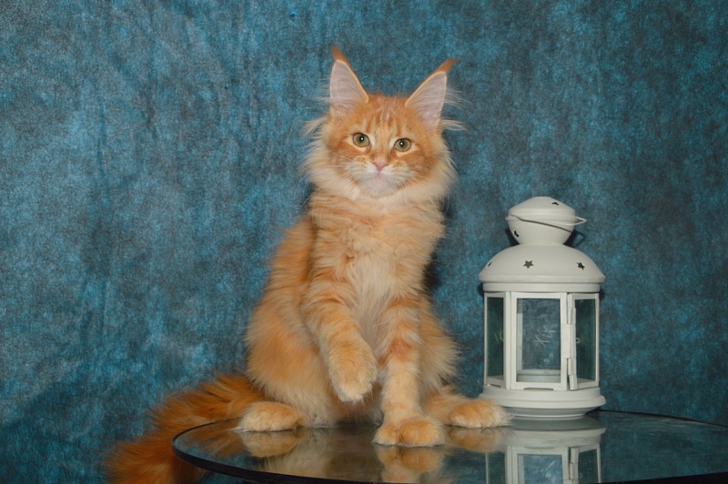 Zeta Akbars (polydactyl) - Kitten maine-coon 4 months 0.5 weeks