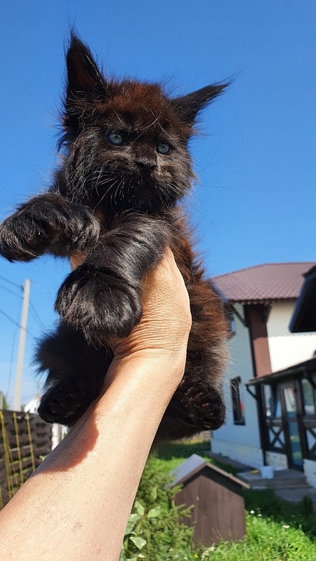 Bourgeois Akbars (polydactyl) - Kitten maine-coon 1 month