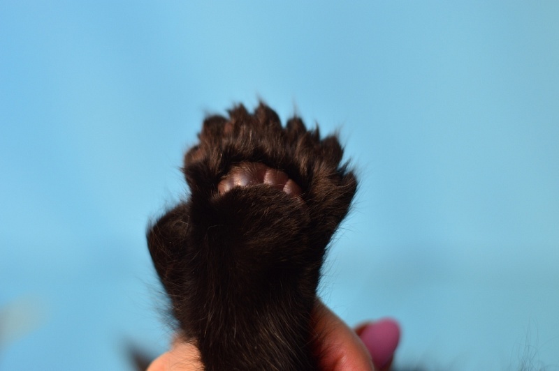Bourgeois Akbars (polydactyl) - Kitten maine-coon 1 month