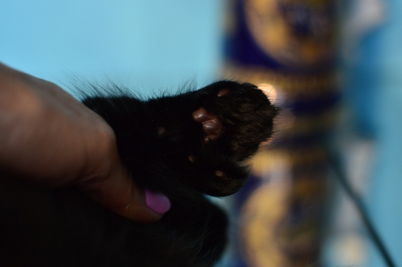 Bourgeois Akbars (polydactyl) - Kitten maine-coon 1 month