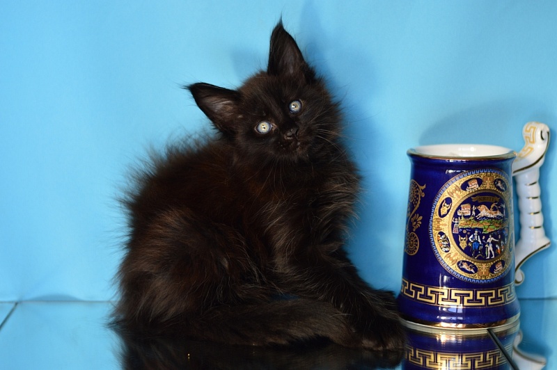 Bourgeois Akbars (polydactyl) - Kitten maine-coon 1 month 2 weeks