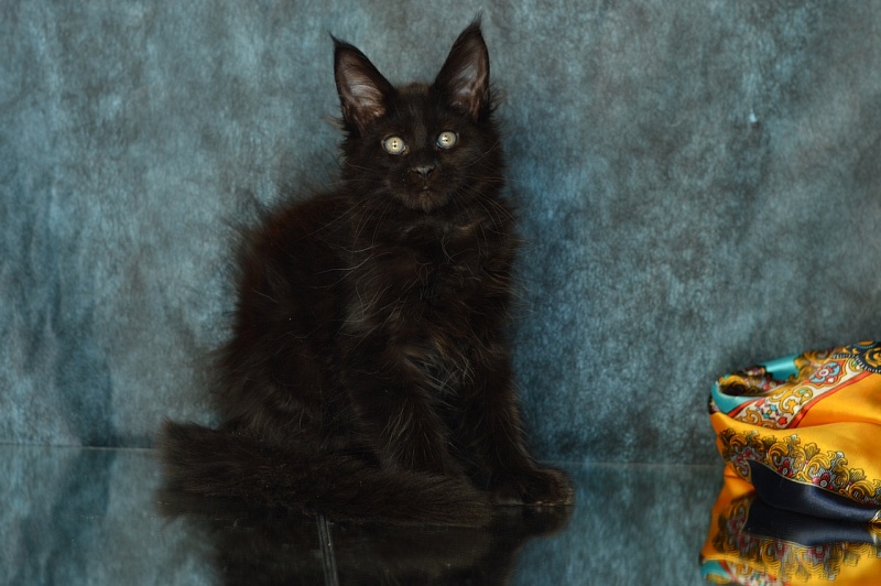 Bourgeois Akbars (polydactyl) - Kitten maine-coon 2 months 2 weeks
