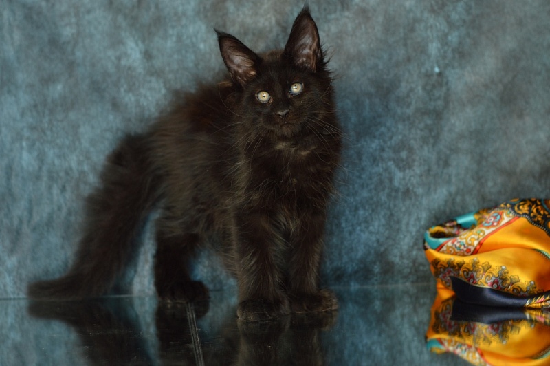 Bourgeois Akbars (polydactyl) - Kitten maine-coon 2 months 2 weeks