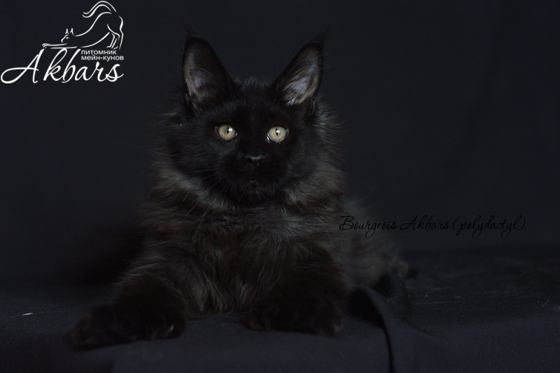 Bourgeois Akbars (polydactyl) - Kitten maine-coon 4 months 1 week
