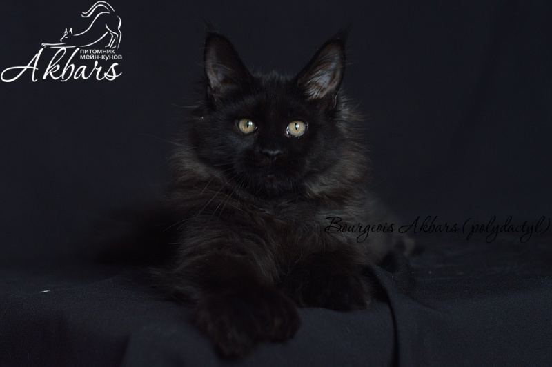 Bourgeois Akbars (polydactyl) - Kitten maine-coon 4 months 1 week