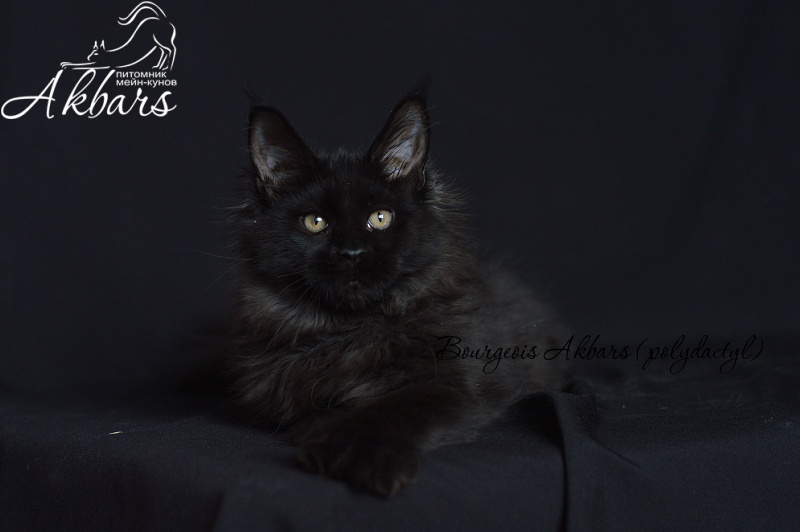 Bourgeois Akbars (polydactyl) - Kitten maine-coon 4 months 1 week