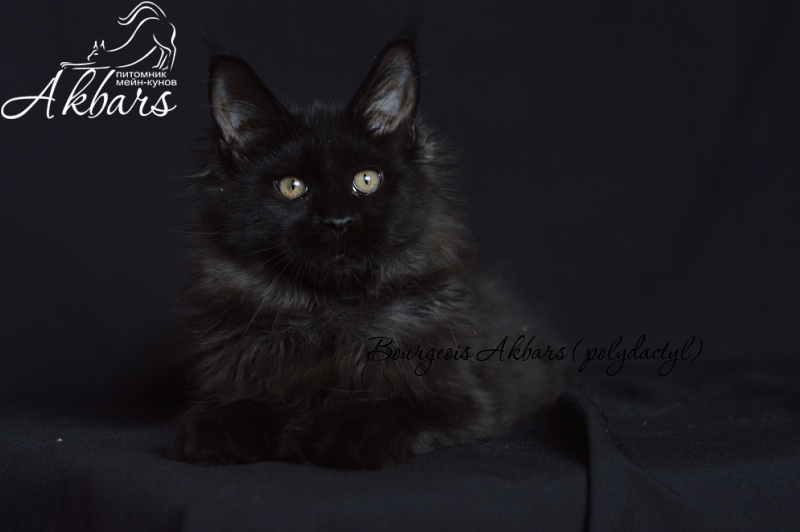 Bourgeois Akbars (polydactyl) - Kitten maine-coon 4 months 1 week