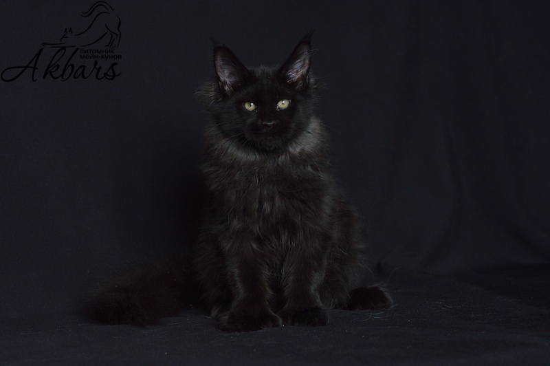 Bourgeois Akbars (polydactyl) - Kitten maine-coon 4 months 1 week