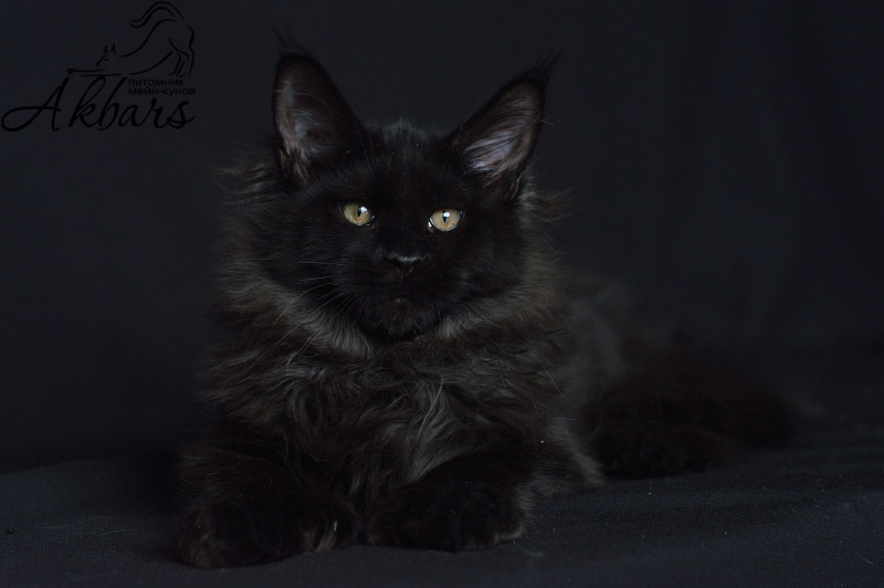 Bourgeois Akbars (polydactyl) - Kitten maine-coon 4 months 1 week