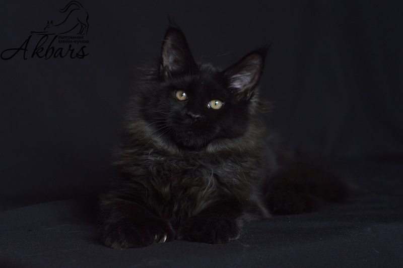 Bourgeois Akbars (polydactyl) - Kitten maine-coon 4 months 1 week