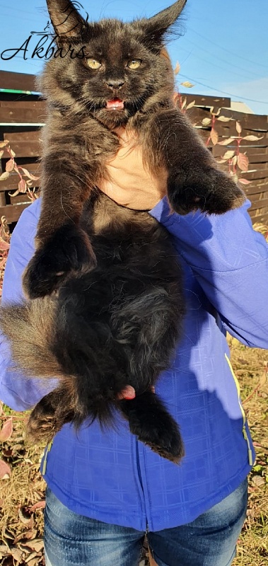 Bourgeois Akbars (polydactyl) - Kitten maine-coon 3 months 1 week