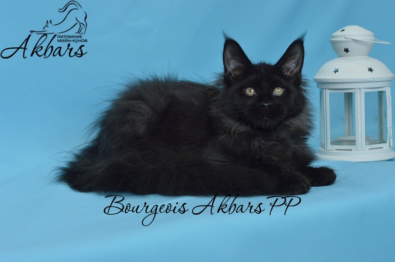 Bourgeois Akbars (polydactyl) - Kitten maine-coon 3 months 3 weeks
