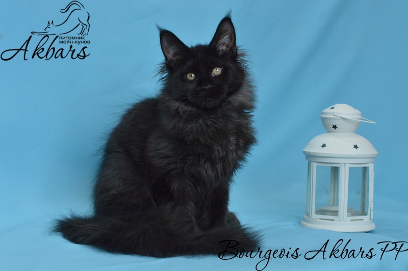 Bourgeois Akbars (polydactyl) - Kitten maine-coon 3 months 3 weeks