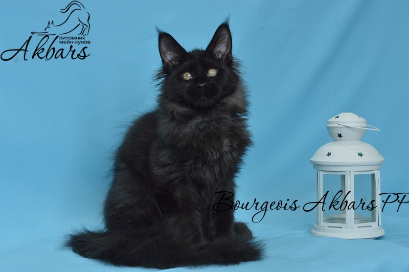 Bourgeois Akbars (polydactyl) - Kitten maine-coon 3 months 3 weeks