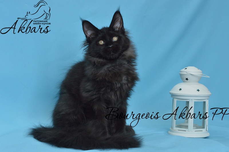 Bourgeois Akbars (polydactyl) - Kitten maine-coon 3 months 3 weeks