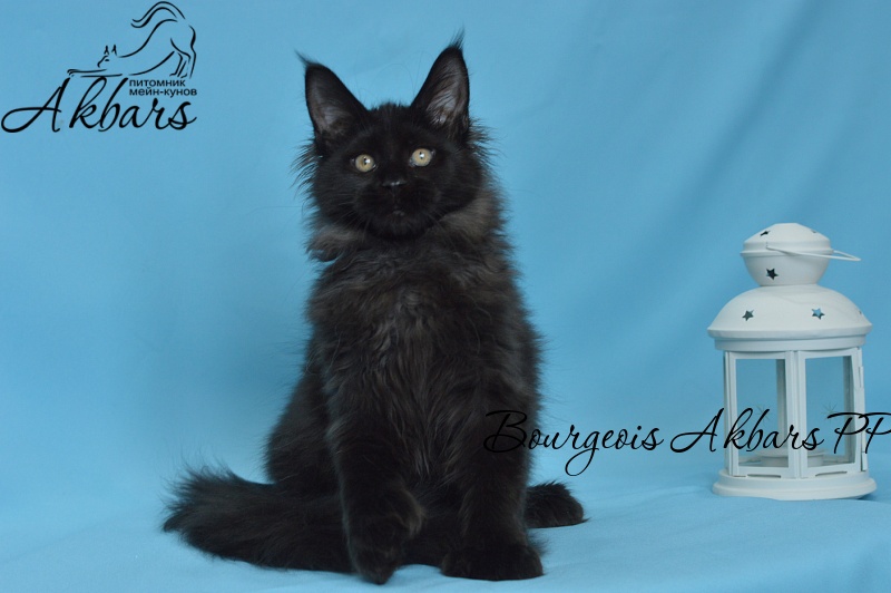 Bourgeois Akbars (polydactyl) - Kitten maine-coon 3 months 3 weeks