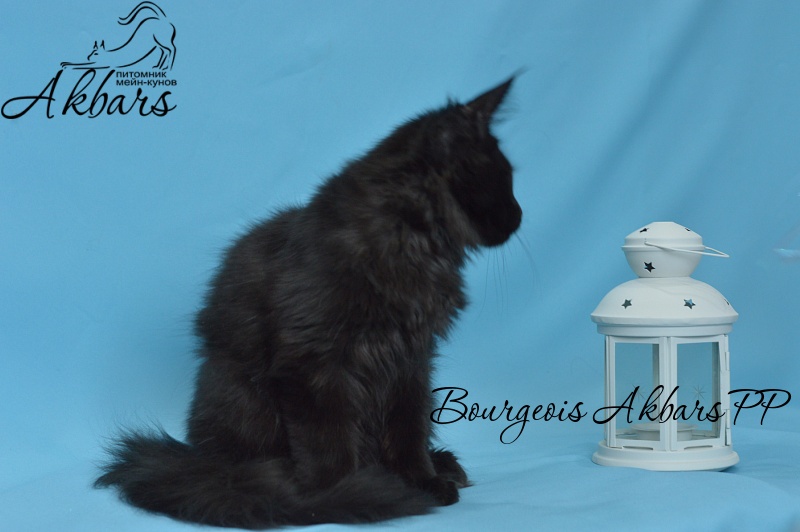 Bourgeois Akbars (polydactyl) - Kitten maine-coon 3 months 3 weeks
