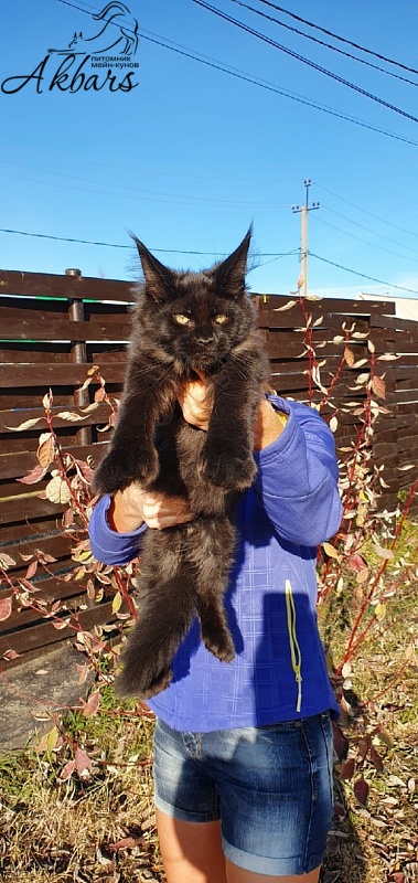 Bourgeois Akbars (polydactyl) - Kitten maine-coon 3 months 1 week