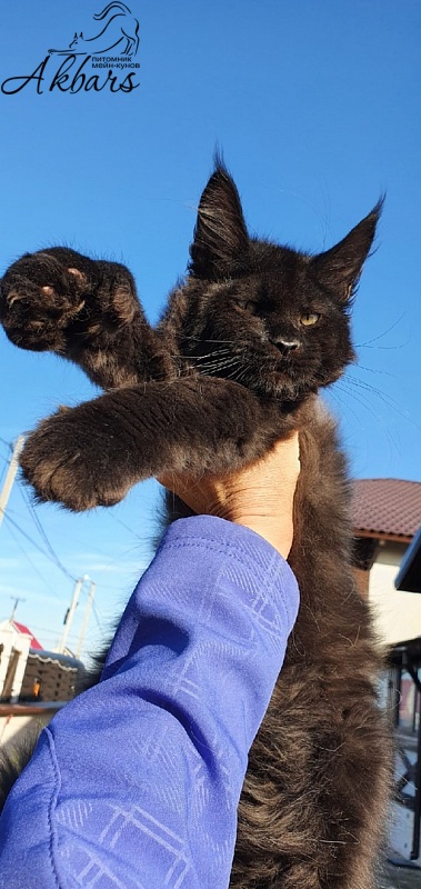 Bourgeois Akbars (polydactyl) - Kitten maine-coon 3 months 1 week