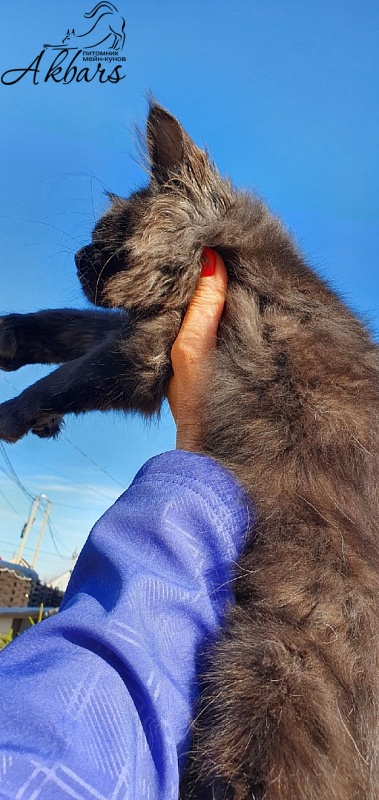 Bourgeois Akbars (polydactyl) - Kitten maine-coon 3 months 1 week