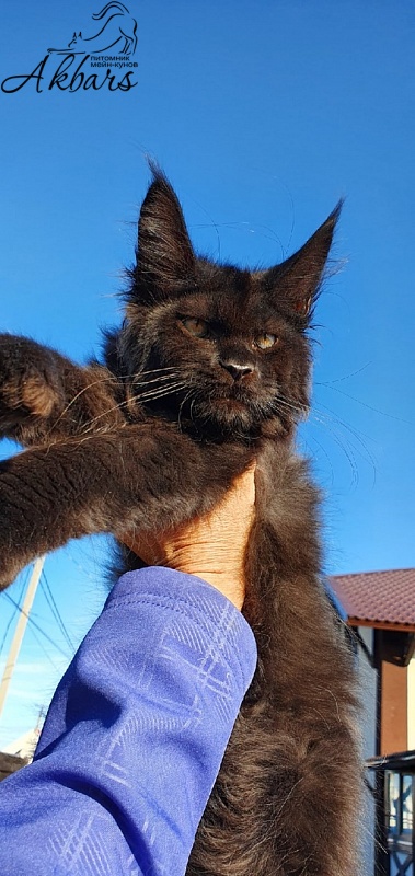 Bourgeois Akbars (polydactyl) - Kitten maine-coon 3 months 1 week