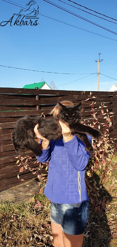 Bourgeois Akbars (polydactyl) - Kitten maine-coon 3 months 1 week