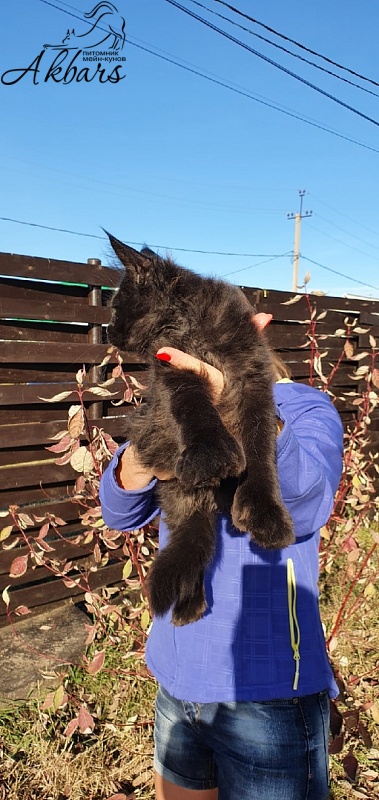 Bourgeois Akbars (polydactyl) - Kitten maine-coon 3 months 1 week