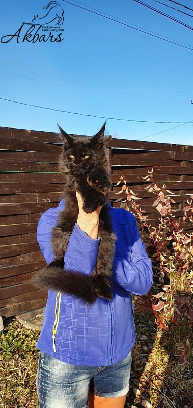 Bourgeois Akbars (polydactyl) - Kitten maine-coon 3 months 1 week