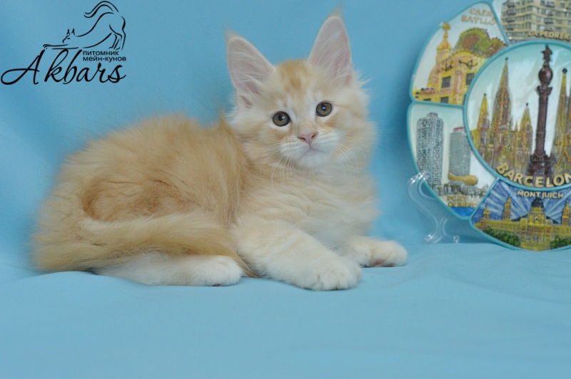 Sultan Akbars (polydactyl) 66/66 - Kitten maine-coon 1 month 3.5 weeks