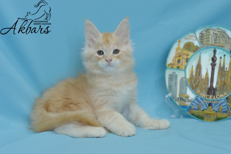 Sultan Akbars (polydactyl) 66/66 - Kitten maine-coon 1 month 3.5 weeks