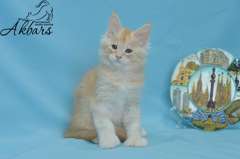 Sultan Akbars (polydactyl) 66/66 - Kitten maine-coon 1 month 3.5 weeks