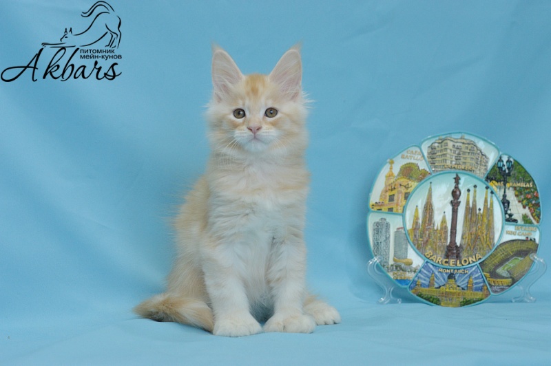 Sultan Akbars (polydactyl) 66/66 - Kitten maine-coon 1 month 3.5 weeks