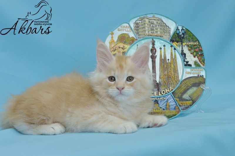Sultan Akbars (polydactyl) 66/66 - Kitten maine-coon 1 month 3.5 weeks