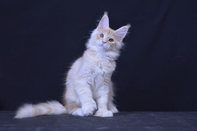 Sultan Akbars (polydactyl) 66/66 - Kitten maine-coon 3 months 0.5 weeks