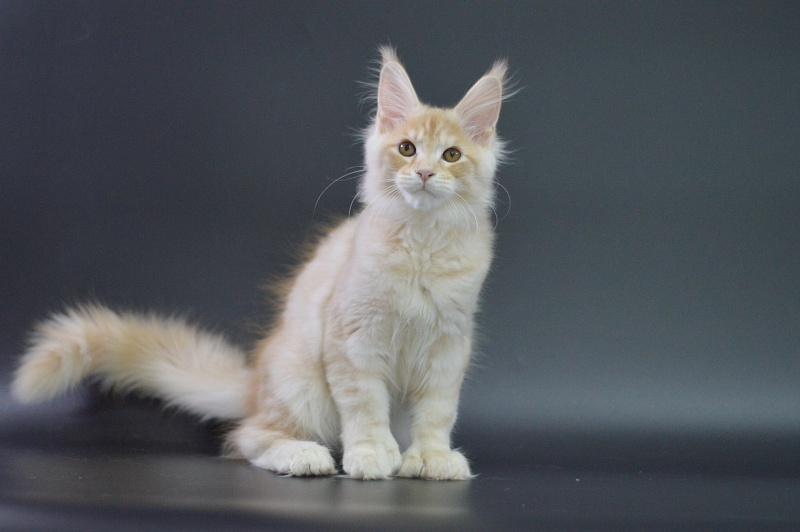 Sultan Akbars (polydactyl) 66/66 - Kitten maine-coon 3 months 1.5 week