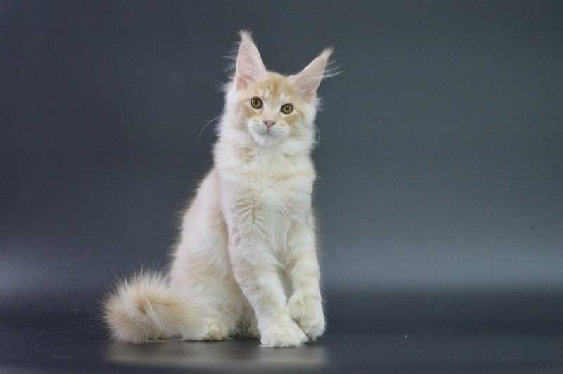 Sultan Akbars (polydactyl) 66/66 - Kitten maine-coon 3 months 1.5 week