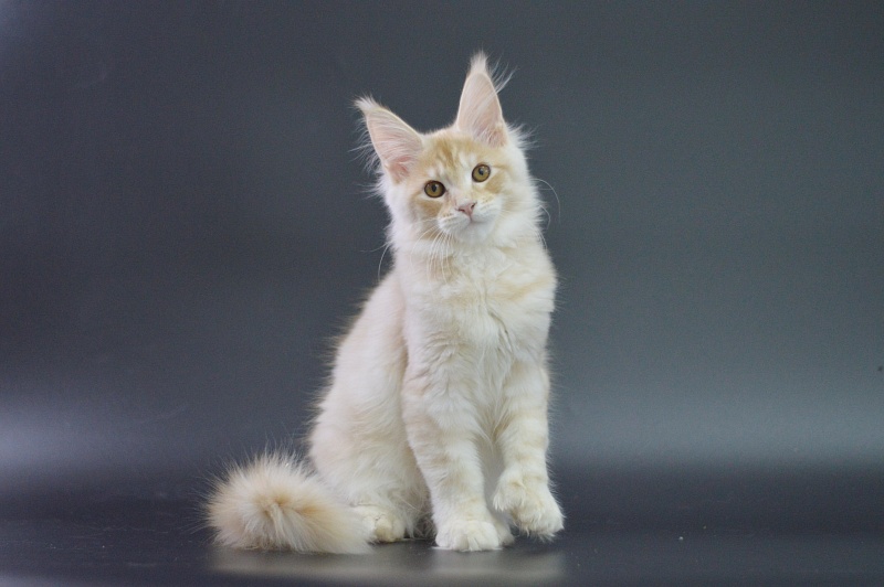 Sultan Akbars (polydactyl) 66/66 - Kitten maine-coon 3 months 1.5 week