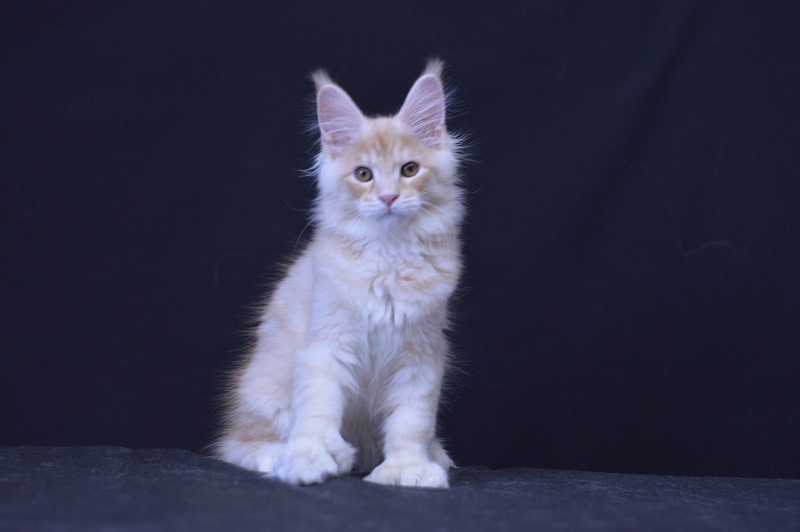 Sultan Akbars (polydactyl) 66/66 - Kitten maine-coon 3 months 0.5 weeks