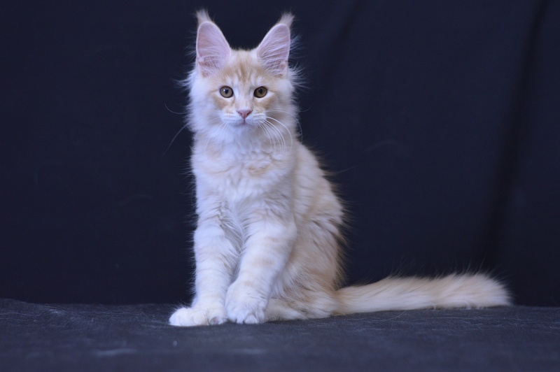 Sultan Akbars (polydactyl) 66/66 - Kitten maine-coon 3 months 0.5 weeks