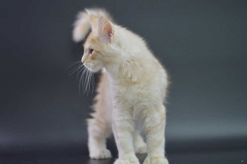 Sultan Akbars (polydactyl) 66/66 - Kitten maine-coon 3 months 1.5 week