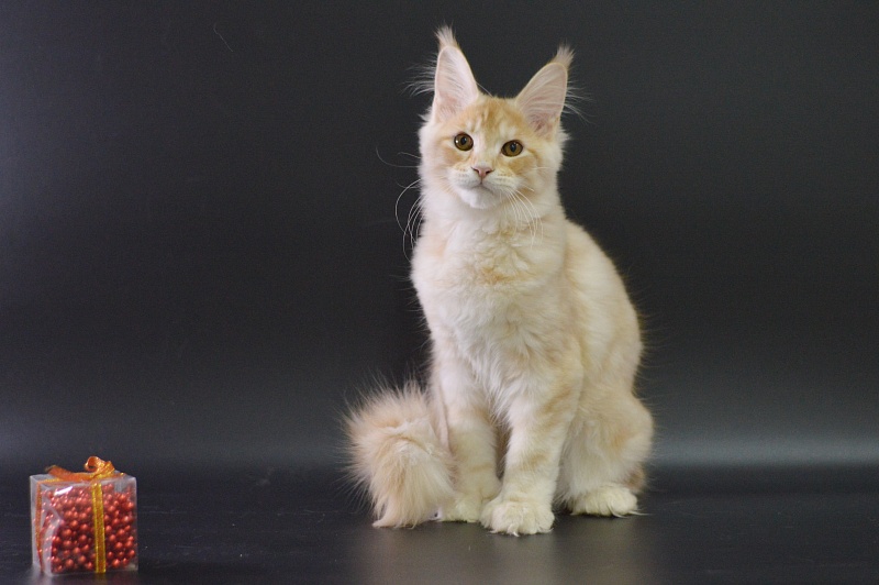 Sultan Akbars (polydactyl) 66/66 - Kitten maine-coon 4 months 0.5 weeks