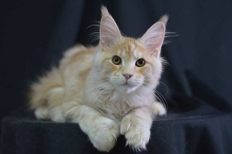 Sultan Akbars (polydactyl) 66/66 - Kitten maine-coon 4 months 2.5 weeks