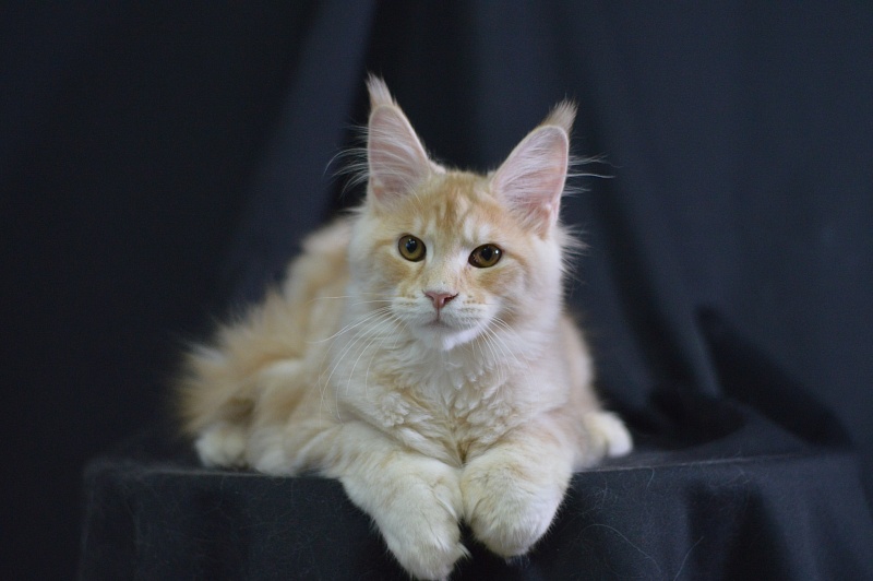 Sultan Akbars (polydactyl) 66/66 - Kitten maine-coon 4 months 2.5 weeks