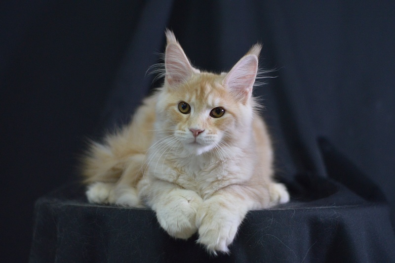 Sultan Akbars (polydactyl) 66/66 - Kitten maine-coon 4 months 2.5 weeks