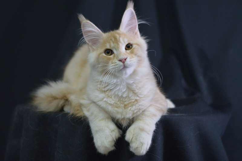 Sultan Akbars (polydactyl) 66/66 - Kitten maine-coon 4 months 2.5 weeks