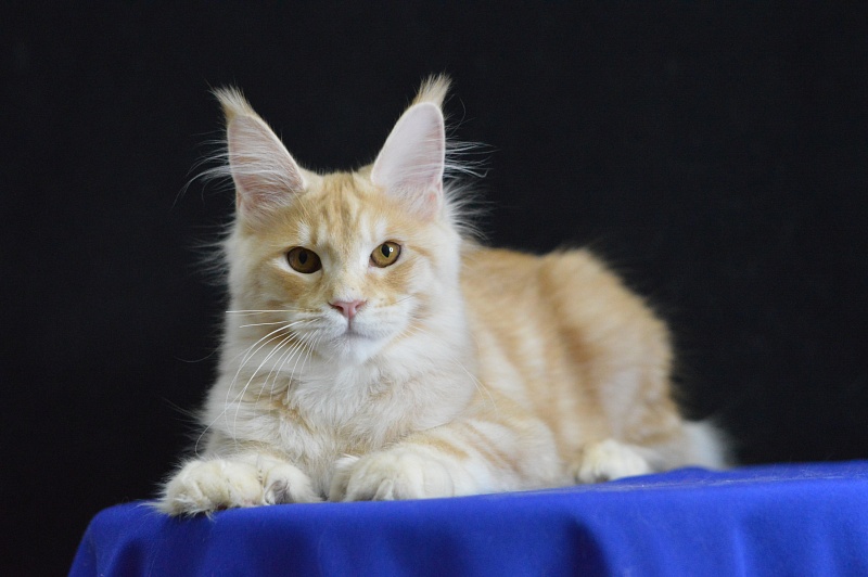 Sultan Akbars (polydactyl) 66/66 - Kitten maine-coon 5 months 2.5 weeks